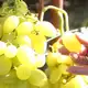 Аватар канала Органическое виноградарство со Strogoorganic