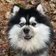 Аватар канала Типичный🐼Помски