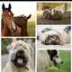 Аватар канала TIERE SUCHEN EIN ZUHAUSE UM TIERWÜRDIG ZU LEBEN ❤️BITTE UNTERSTÜTZT KEINE TIERZÜCHTER DAFÜR ALLE TIERHEIME
