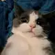 Аватар канала Кошки-мышки