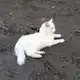 Аватар канала НеОбитель