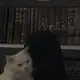 Аватар канала Dil va din sadosi✨