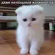 Аватар канала банан !ГГ