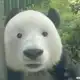 Аватар канала Клуб девственников 🐣