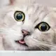 Аватар канала Котики