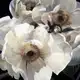 Аватар канала Cute с карими глазами
