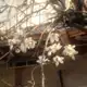 Аватар канала 𝕥𝕙𝕖 𝕗𝕒𝕕𝕚𝕟𝕘 𝕘𝕖𝕟𝕦𝕤