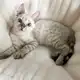 Аватар канала Хейт шип кф