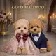 Аватар канала GOLD MALTIPOO