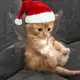 Аватар канала Животные на каждый день