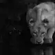 Аватар канала Cougar Empire Channel🐈‍⬛️
