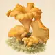 Аватар канала Second |Chanterelle| Vintage