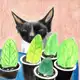 Аватар канала Дунины цветочки 🐈‍⬛
