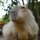 Аватар канала The Capybara Daily