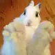 Аватар канала 𝐵𝑢𝑛𝑛𝑦݁ ˖Ი𐑼⋆