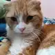 Аватар канала Жизнь Оскара