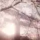 Аватар канала 𝒫 𝚛𝚒𝚌𝚎 @KinouToShinkou