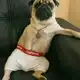 Аватар канала Pudel Studio Отзывы