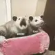 Аватар канала подсобка кэриса