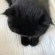 Аватар канала 바닐라 키튼 <3