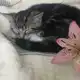 Аватар канала kachii！かち