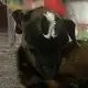 Аватар канала PRST