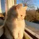 Аватар канала Хаус Коты Воители « Sun Cats »