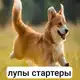 Аватар канала шейди loops/ starters