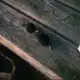 Аватар канала ♡⸝⸝𝙺𝚊𝚙𝚔𝚊𝚟𝚒𝚞𝚜 ‹𝟹 переходник