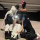 Аватар канала purr-fect will bite now