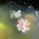 Аватар канала ᎳᎪᎢᎬᏒᎩ ᏞᏫᏙᎬᎰᏞᏫᎳᎬᏒᏚ ᏟᏫNᎰ.🪷
