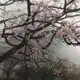 Аватар канала cherry'blossoms|info
