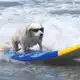 Аватар канала dog on surf_tattoo