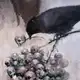 Аватар канала 555arial