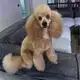 Аватар канала Миниатюрный пудель 🐩