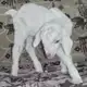 Аватар канала ⋆ ˚｡Ɯ𖦹тландский Ҁкотовод ⋆｡°