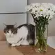 Аватар канала кица™