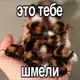 Аватар канала Шмель на унитазе курит шмаль чтоо