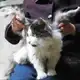 Аватар канала мачка с крылом