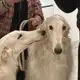 Аватар канала Анонсы выставок | Borzoi confession + (non) daily