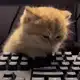 Аватар канала r/держи кота
