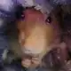 Аватар канала Сырная рыба