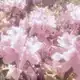 Аватар канала ⋆.ೃ࿔🌸*:･Field of flowers⋆.ೃ࿔🌸*:･