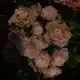 Аватар канала Soft Peony