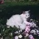 Аватар канала 𝒊𝒍 𝒎𝒊𝒐 𝒑𝒊𝒄𝒄𝒐𝒍𝒐