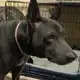 Аватар канала 💟 Чёрный тайский риджбек с Речного