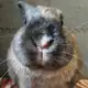 Аватар канала Сбор для Тори