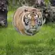 Аватар канала PurpleTiger LIVE