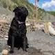Аватар канала Лабрадом -жизнь в лапах