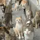 Аватар канала Кошачье место - 𝗂𝗇𝖿𝗈